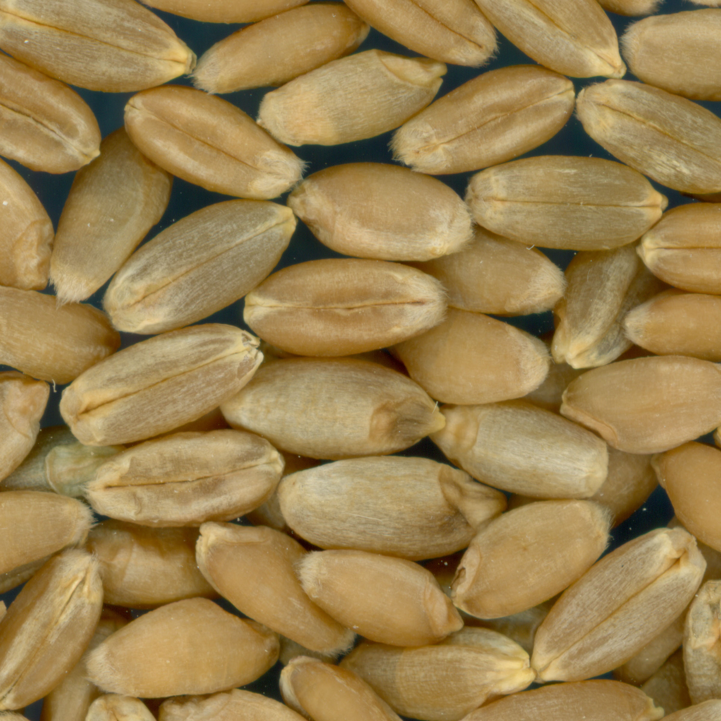 Click for 3 image(s) for this accession. KERNELS